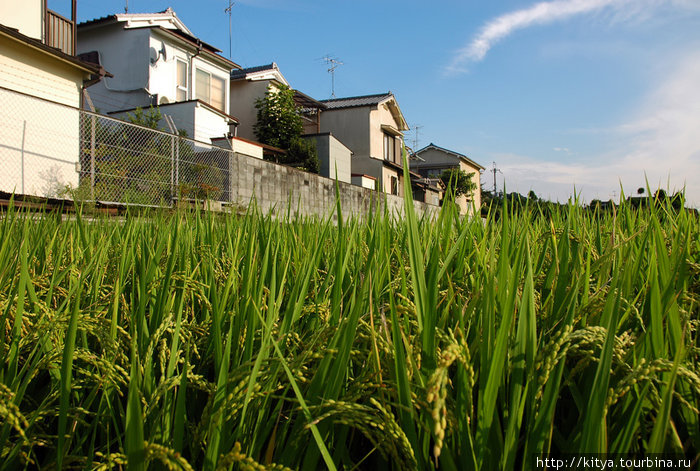 Рисовое поле на севере Хигасиямы Киото, Япония