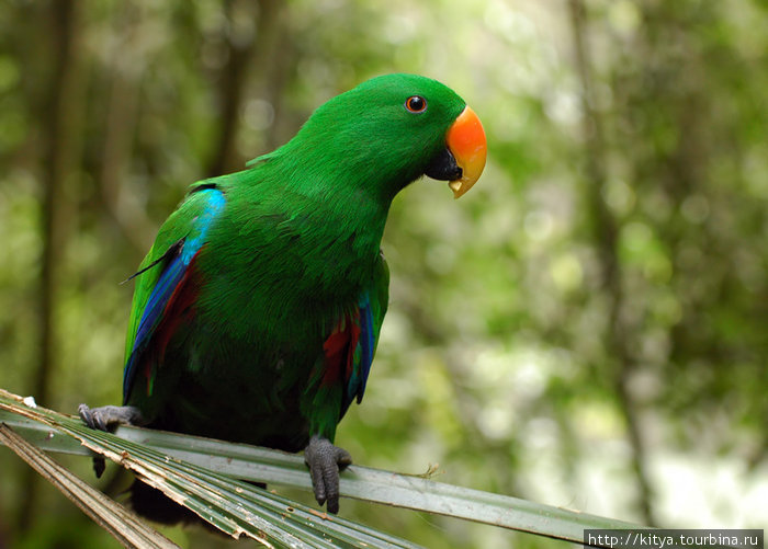 Парк птиц Куранда, Австралия