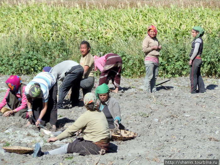 Местные жители убирают картошку у Кагбени Джомсом, Непал