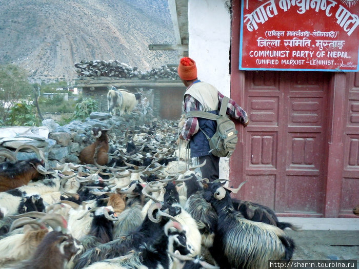 Затор из баранов Джомсом, Непал