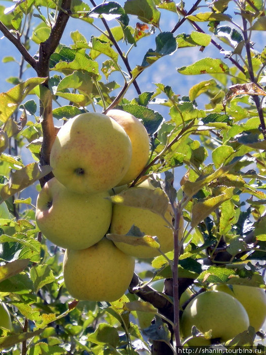 Яблоки уже поспели Марфа, Непал