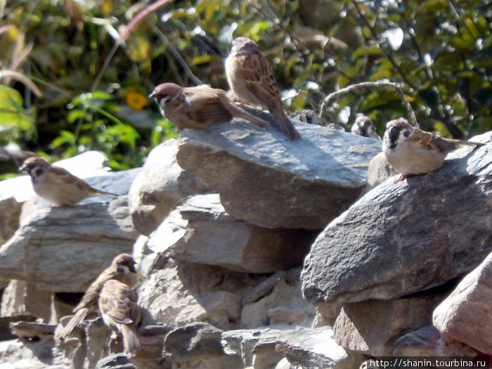 Птицы на стене Марфа, Непал