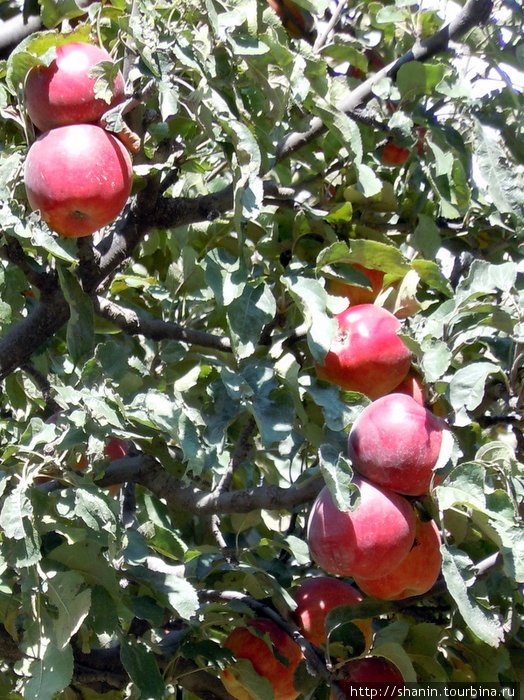 Яблоки на дереве Марфа, Непал