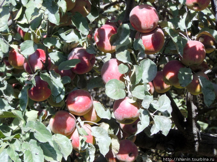 Яблоня с яблоками Марфа, Непал