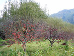 Яблоневый сад