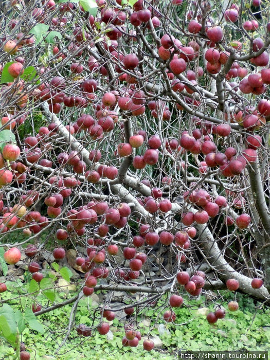 Яблоня с яблоками Зона Дхавалагири, Непал