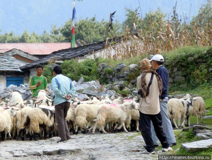 Стало баранов на улице Калопани Зона Дхавалагири, Непал