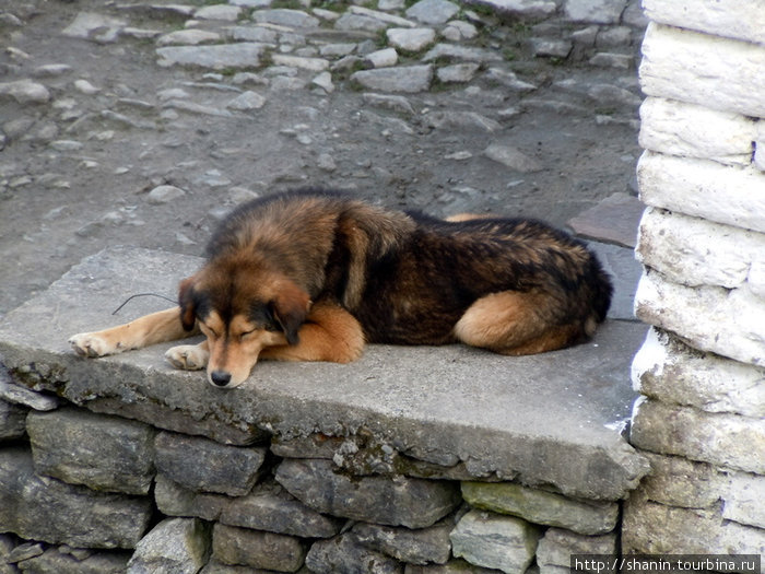 Собака Зона Дхавалагири, Непал