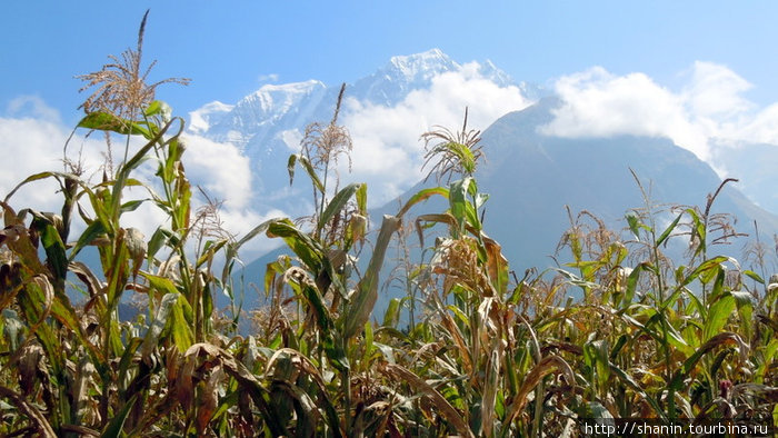 Кукуруза и горы Зона Дхавалагири, Непал