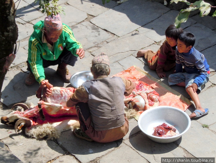 Свежее мясо Зона Дхавалагири, Непал