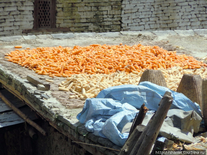Кукуруза на крыше Зона Дхавалагири, Непал