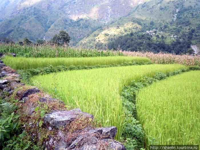 Террасы на рисовом поле Зона Дхавалагири, Непал