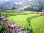 Террасы на рисовом поле
