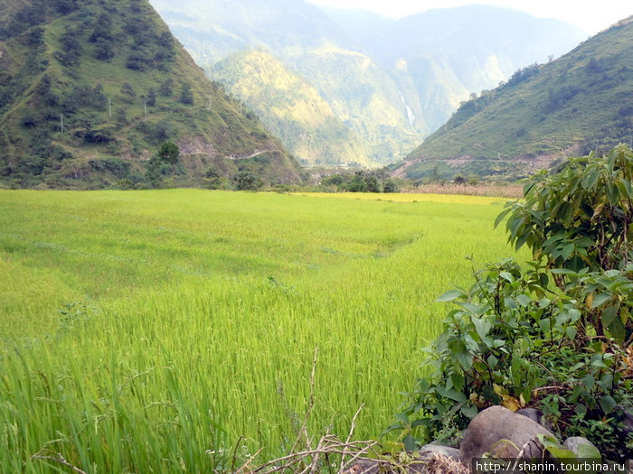 Рисовое поле Зона Дхавалагири, Непал