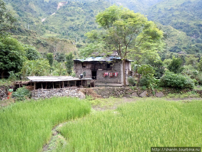 Зеленое поле риса Зона Дхавалагири, Непал