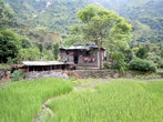 Зеленое поле риса