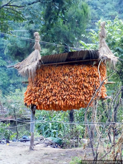 Сушится кукуруза Зона Дхавалагири, Непал