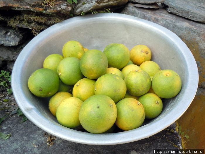 Как раз созрел урожай апельсинов Зона Дхавалагири, Непал