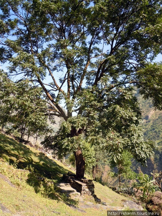 Дерево на склоне Зона Дхавалагири, Непал