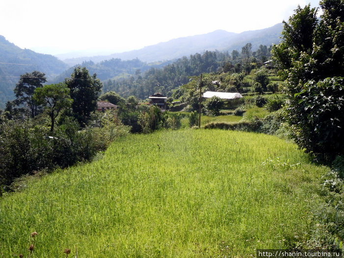 Зеленеет рисовое поле Зона Дхавалагири, Непал