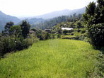 Зеленеет рисовое поле
