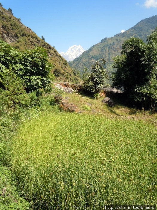 Рисовое поле Зона Дхавалагири, Непал