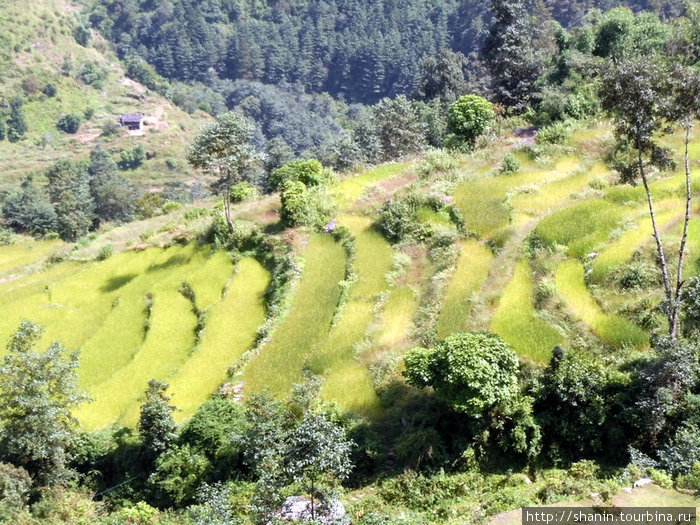 Рисовые чеки на склоне Зона Дхавалагири, Непал