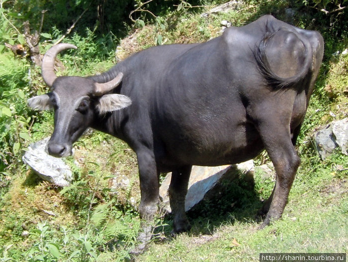 Черный буйвол Зона Дхавалагири, Непал
