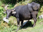 Черный буйвол