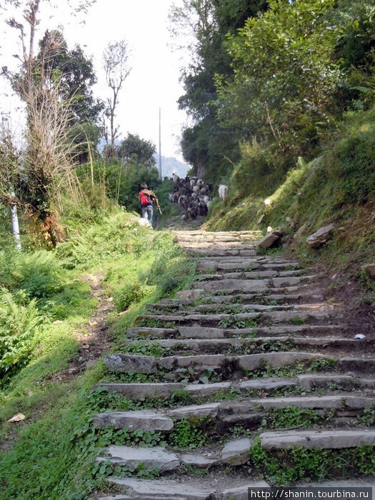 Каменные ступени ведут круто вверх Зона Дхавалагири, Непал