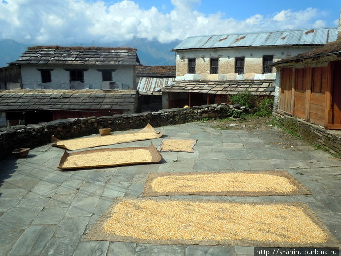 Все и везде сушат зерно Зона Дхавалагири, Непал