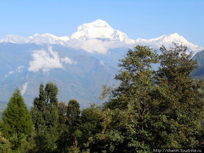 Лес и снежная вершина Дхаулагири Зона Дхавалагири, Непал