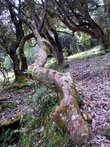 Рододендровый лес