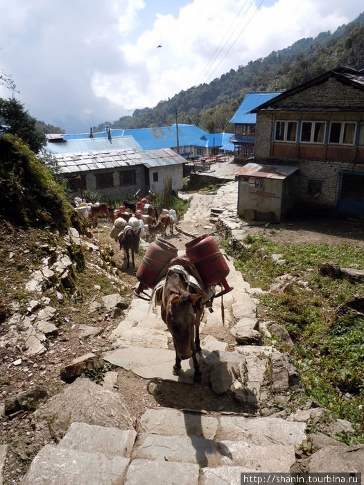 Деревня с видом на Гималаи Зона Дхавалагири, Непал