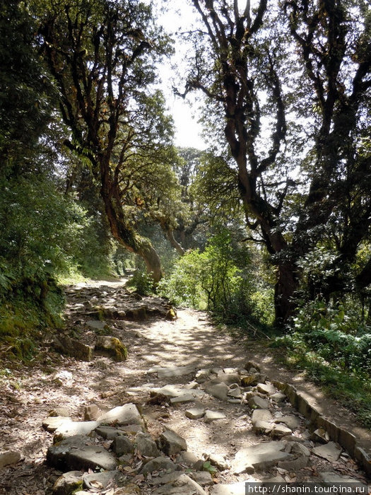 Опять рододендровый лес Зона Дхавалагири, Непал
