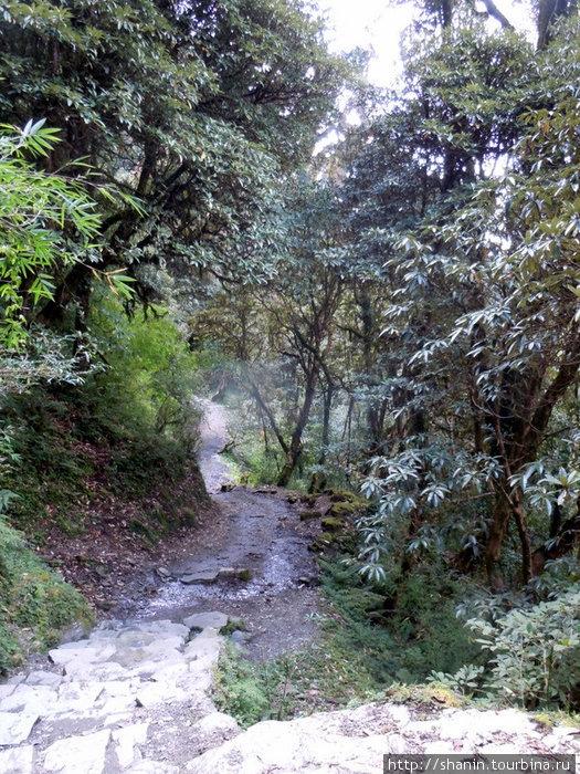Тропа через лес Зона Дхавалагири, Непал