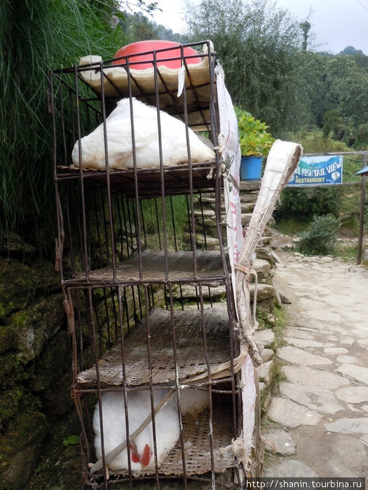 Передвижной курятник Зона Дхавалагири, Непал