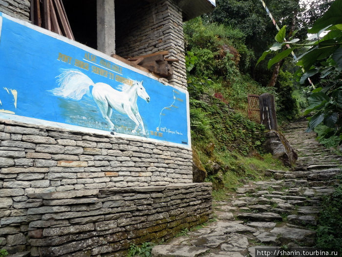 Для ленивых предлагают подъем к Горепани на мулах Зона Дхавалагири, Непал
