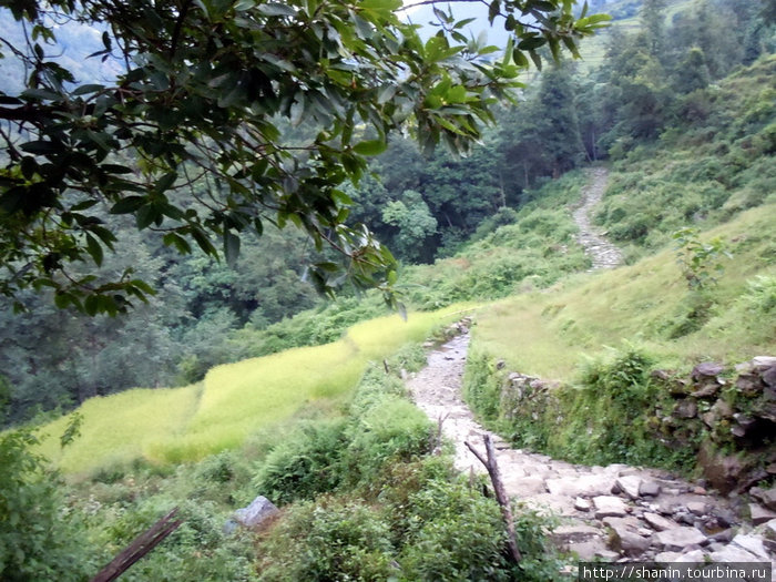 Вокруг Аннапурны - 41. Тиркедхунга - Мататханти Зона Дхавалагири, Непал