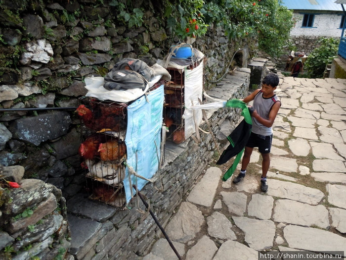 Портеры переносят живых кур Зона Дхавалагири, Непал