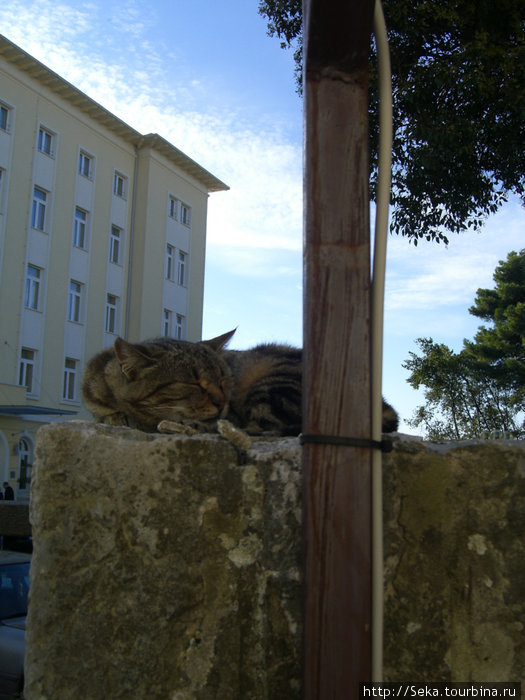 Местный кот Пореч, Хорватия