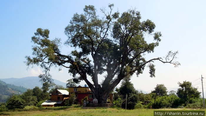 Священное дерево Зона Багмати, Непал