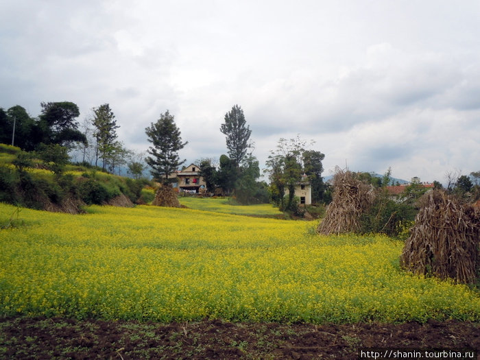 Рисовое поле на холме Зона Багмати, Непал