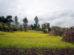 Рисовое поле на холме