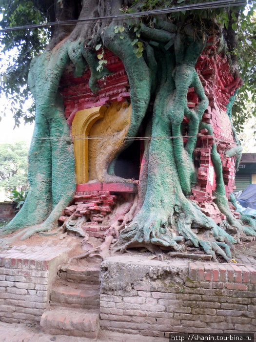 Дерево-храм. Почти как в камбоджийском Ангкоре Бхактапур, Непал