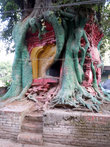 Дерево-храм. Почти как в камбоджийском Ангкоре