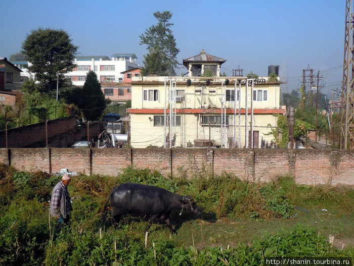 Скотину пасут практически прямо в городе Бхактапур, Непал