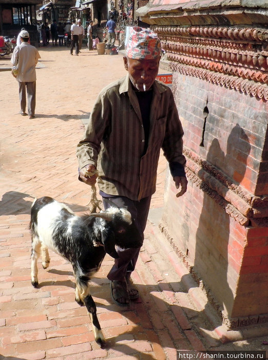 Овца на заклание Бхактапур, Непал