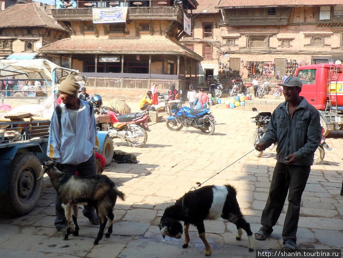 Жертвенные животные Бхактапур, Непал