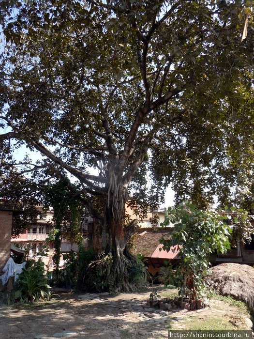 Священное дерево Бхактапур, Непал